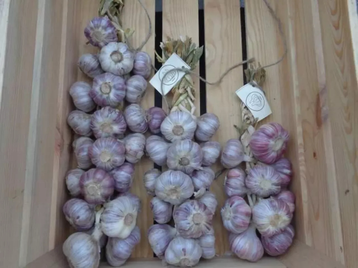 Ile można zarobić na czosnku? Zaskakujące fakty o zyskach i kosztach