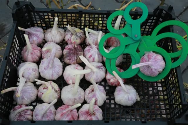 Ile można zarobić z 1 ha czosnku? Zaskakujące fakty o zyskach